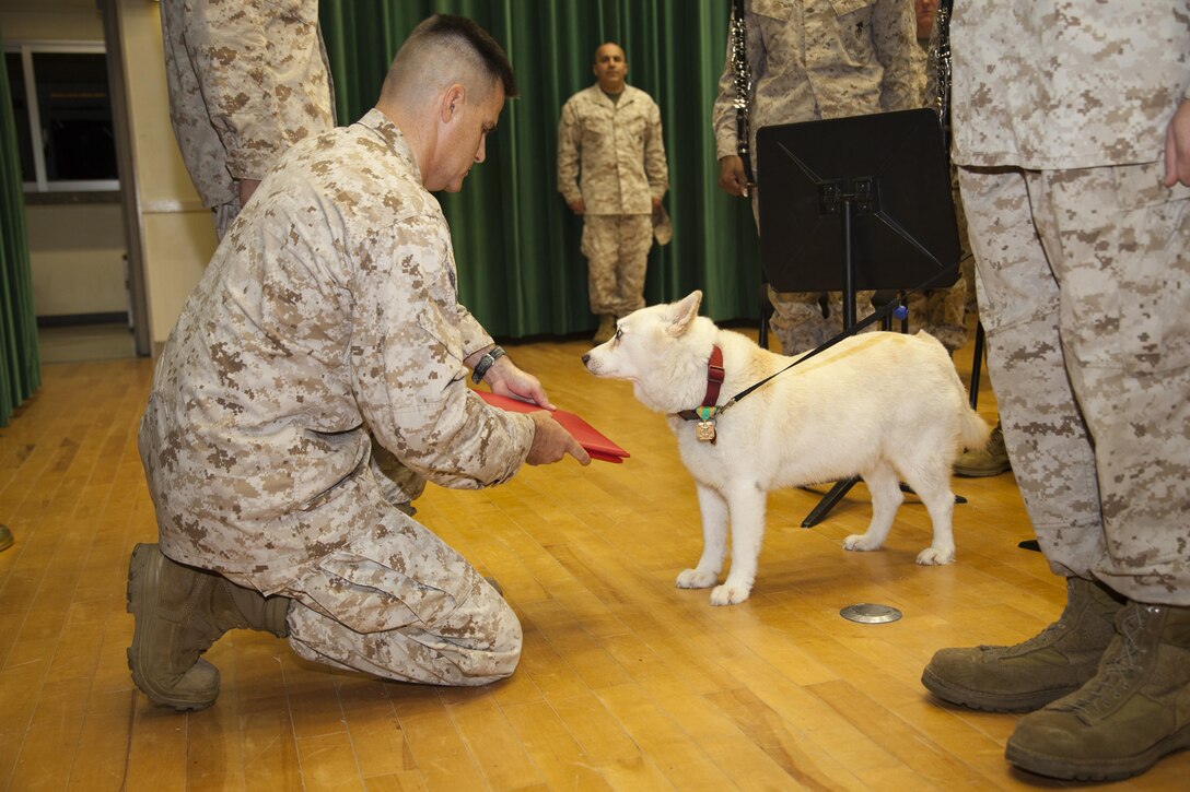 Col. Stephen B. Lewallen presents Staff Sgt. Chopper IV with his retirement certificate and Navy-Marine Corps Achievement Medal April 25 at the III Marine Expeditionary Force Band  hall on Camp Foster. Chopper IV retired from the band after more than 10 years as its mascot. Lewallen is the commanding officer of III MEF Headquarters Group, III MEF. Photo by Lance Cpl. Elizabeth A. Case