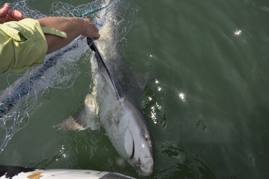 Dana Bethea, National Oceanic and Atmospheric Agency, Southeast Fisheries Science Center, Panama City Laboratory ecologist, tries to untangle a bull shark that got caught in their gillnet while they were performing their Gulf of Mexico Shark Pupping and Nursery Survey off the shores of Tyndall Air Force Base, Fla., April 25, 2013. The shark was tagged then released back into the bay. (U.S. Air Force photo by Senior Airman Christopher Reel/Released)