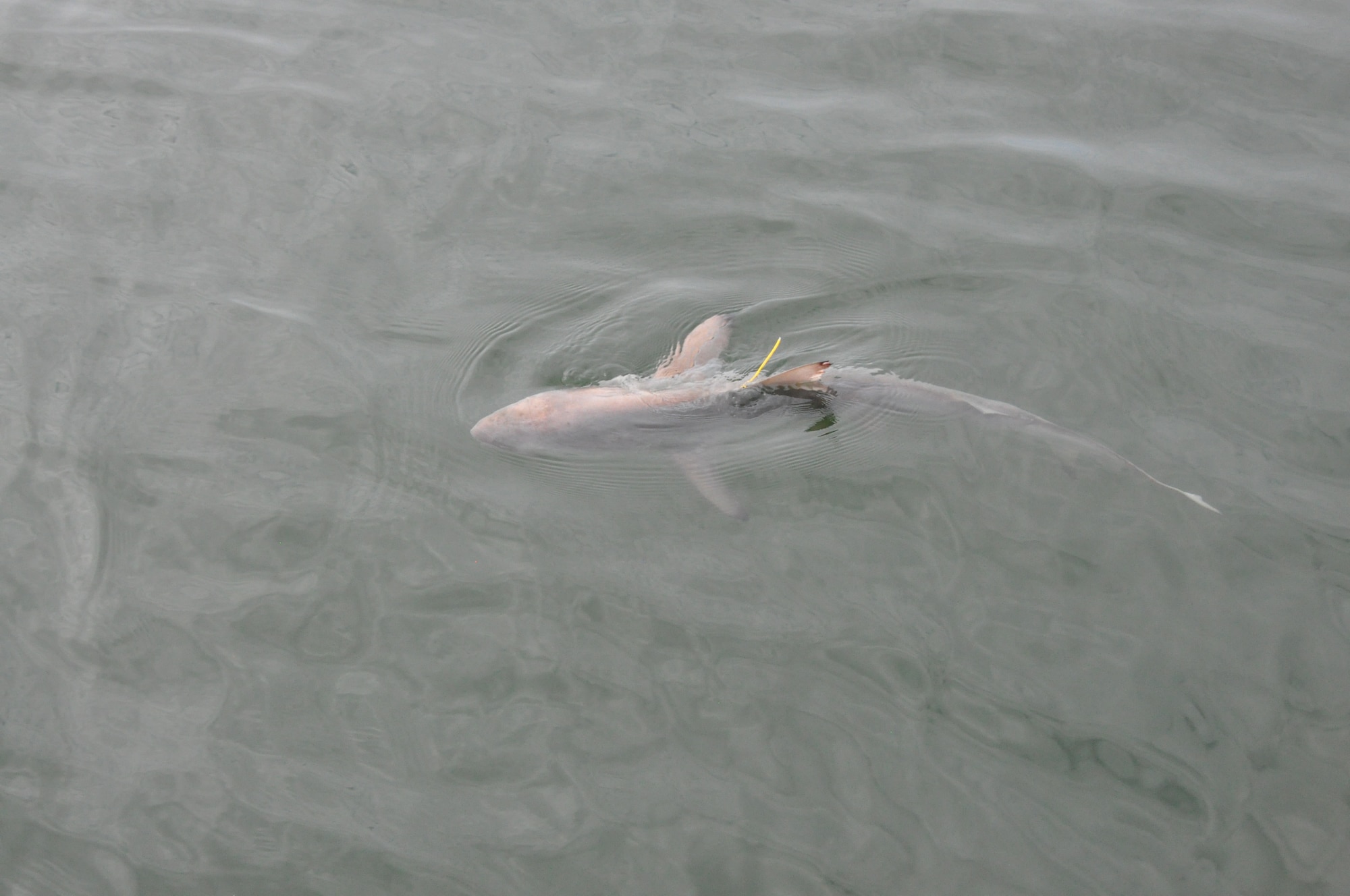 A juvenile sharpnose is released with its new identification tag after it was caught, measured and tagged. The shark was caught during the National Oceanic and Atmospheric Agency, Southeast Fisheries Science Center, Panama City Laboratory’s Gulf of Mexico Shark Pupping and Nursery Survey off the shores of Tyndall Air Force Base, Fla. April 25, 2013. (U.S. Air Force photo by Senior Airman Christopher Reel)