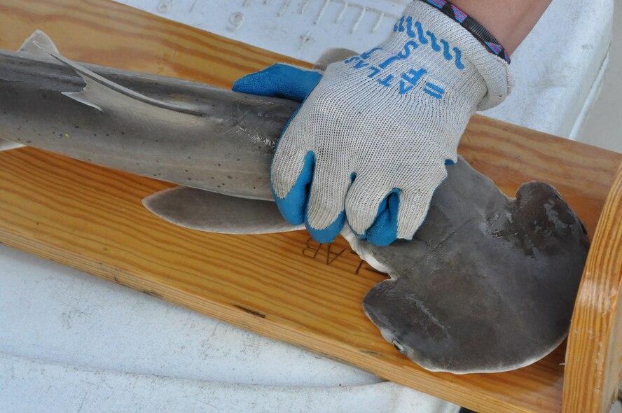 A juvenile bonnethead gets measured after it was caught in the gillnet during the National Oceanic and Atmospheric Agency, Southeast Fisheries Science Center, Panama City Laboratory’s Gulf of Mexico Shark Pupping and Nursery Survey off the shores of Tyndall Air Force Base, Fla., April 25, 2013. (U.S. Air Force photo by Senior Airman Christopher Reel/Released) 
