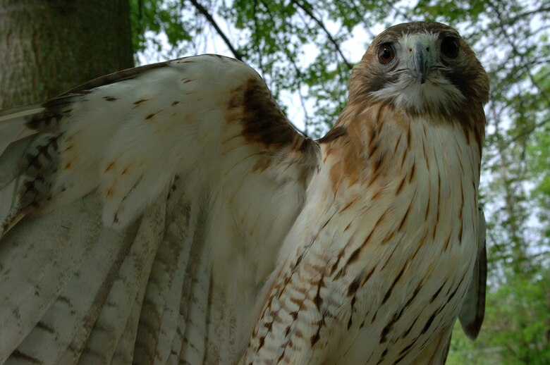 This is a rescued red tailed hawk that cannot fly and is being cared for by rangers with Tennessee State Parks. Students at West Cheatham Elementary School were able to see the hawk May 2, 2013 during Environmental Awareness Day at Cheatham Lake in Ashland City, Tenn.