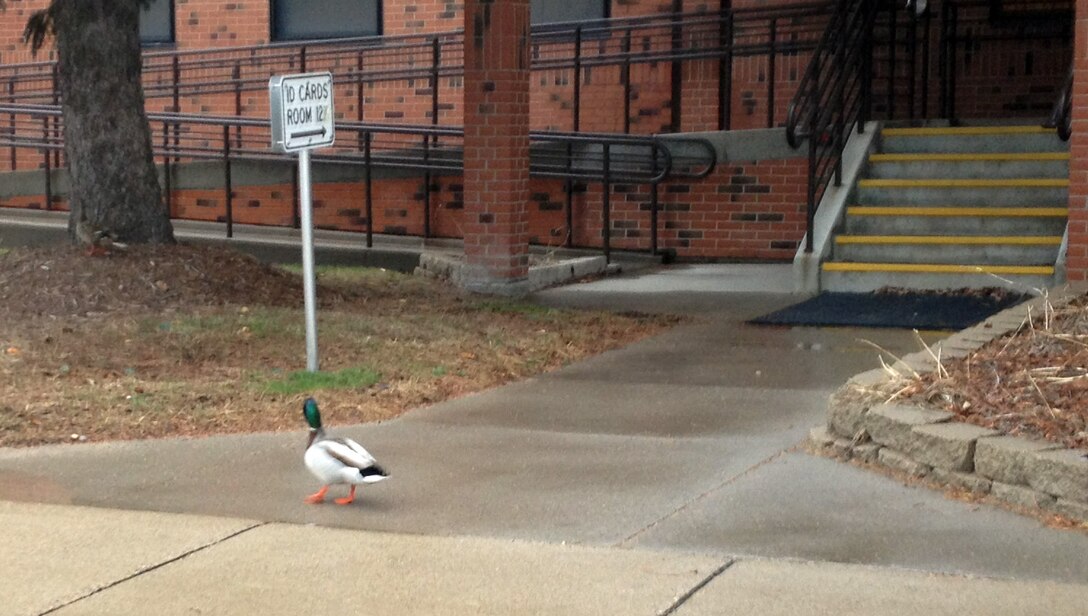 Mr. D.B. Mallard heads for FSS to enroll in DEERS and obtain an ID card. (Air Force photo/Nicolette Shegstad.
