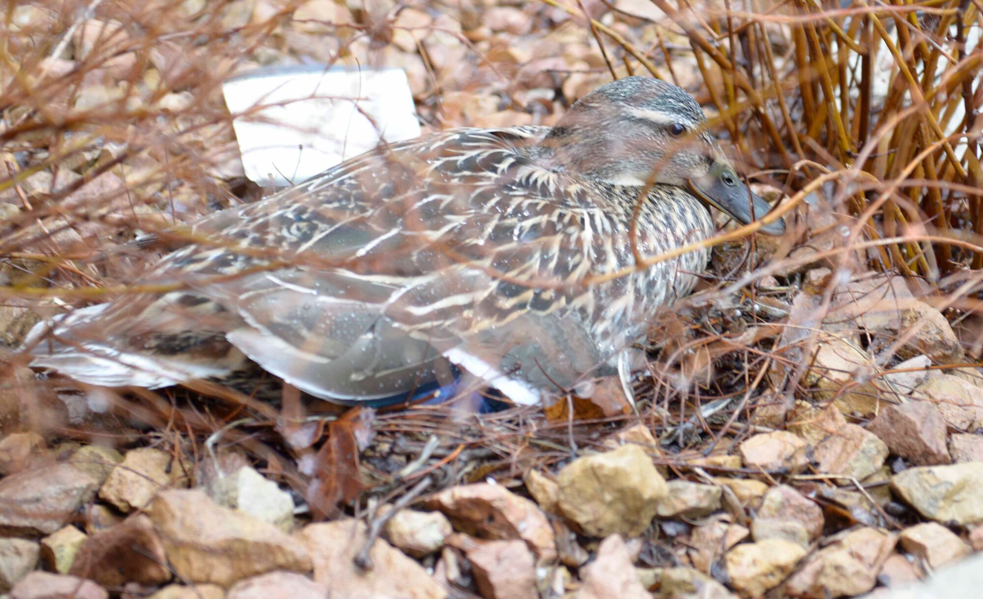 Mrs. Mallard tends to her future ducklings near 934th Airlift Wing headquarters. (Air Force photo/Paul Zadach.