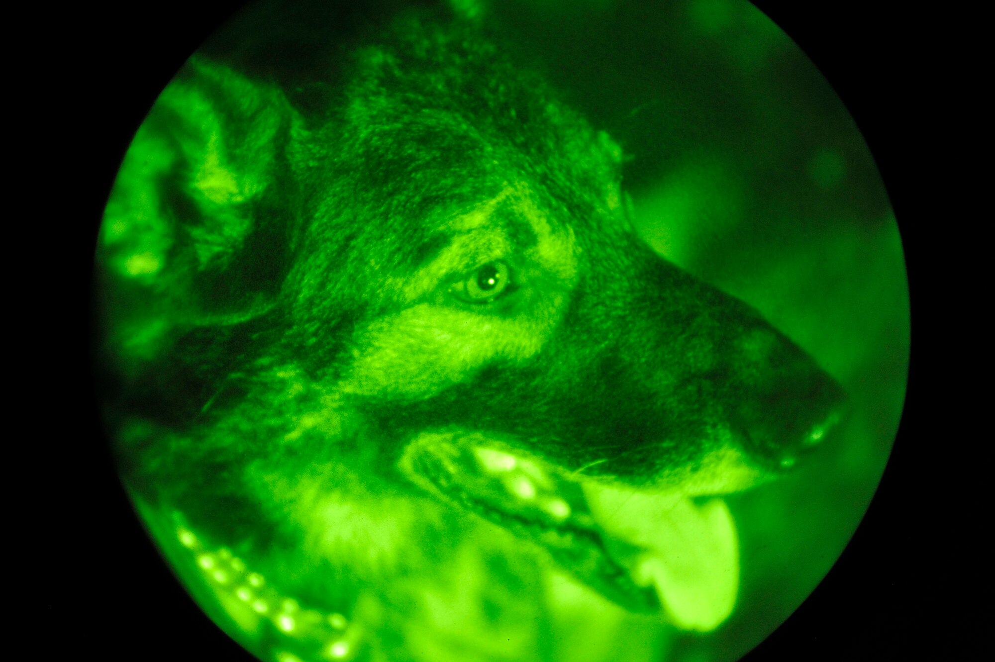 Staff Sgt. Steven Owen, 455th Expeditionary Security Forces Group Military Working Dog handler, and his dog Tex conduct a night operations search at Traffic Control Points outside of Bagram Airfield, Afghanistan, April 28, 2013. TCPs provide an unpredictable security posture in which random vehicles are selected to be swept for contraband and all occupants identified and checked.  (U.S. Air Force photo/Senior Airman Chris Willis)