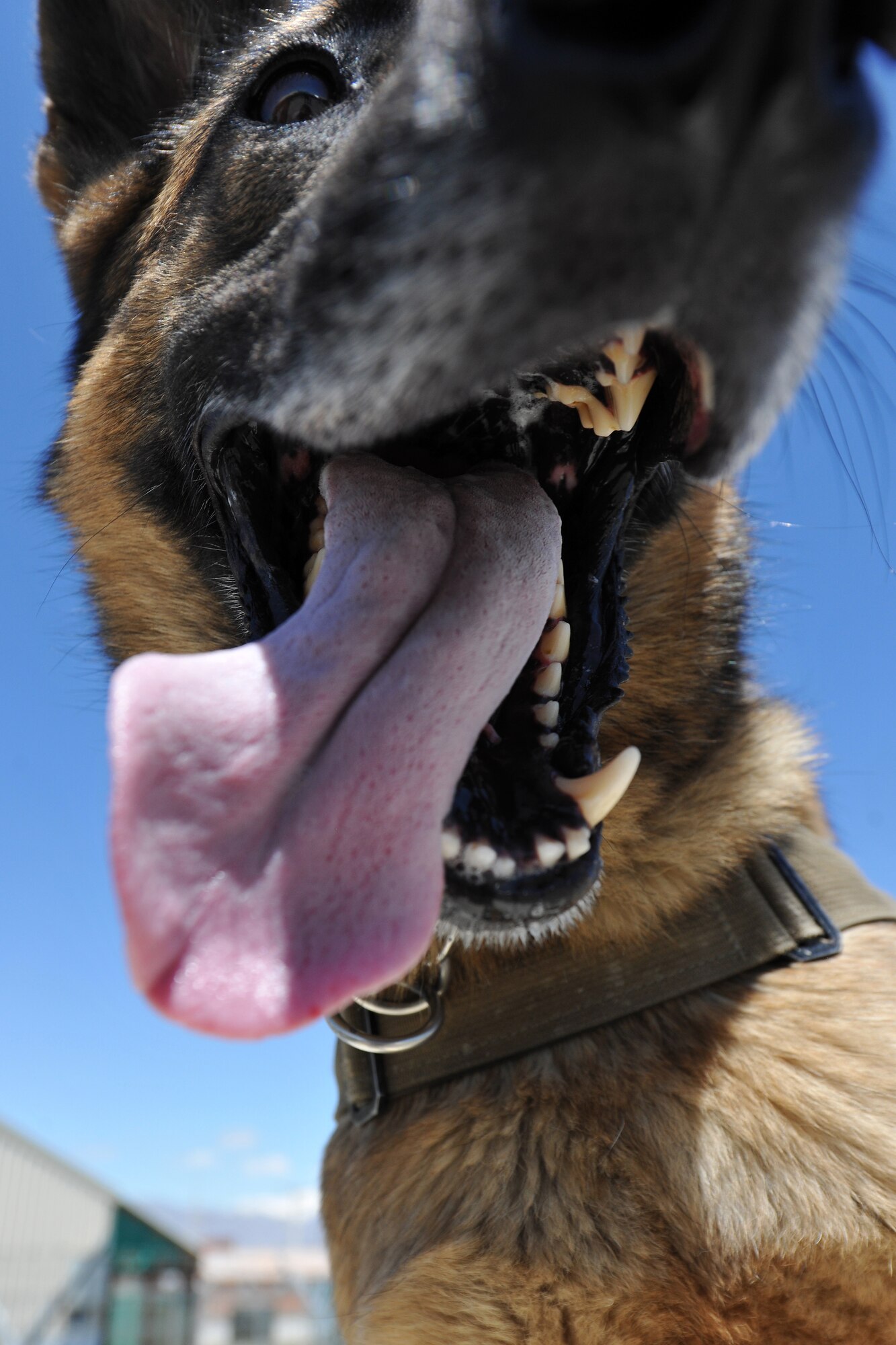 Ruth, 455th Expeditionary Security Forces Group Military Working Dog, takes a break from her obstacle course training at Bagram Airfield, Afghanistan, April 28, 2013.  The course provides obstacles at different heights to provide realistic scenarios MWD teams can expect while on patrol.  (U.S. Air Force photo/Senior Airman Chris Willis)