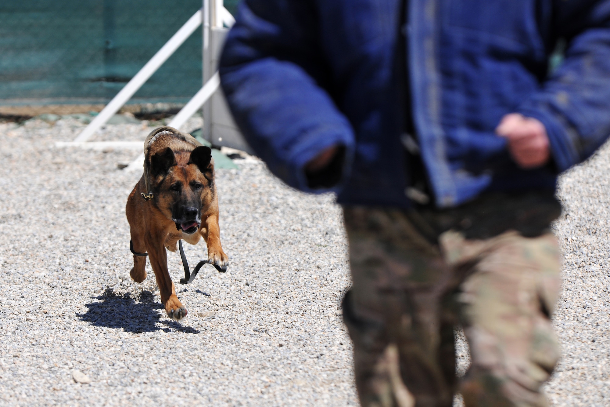Senior Master Sgt. Edward Keenan, 455th Expeditionary Security Forces Group operations superintendent, and Military Working Dog Ruth perform controlled aggression training at Bagram Airfield, Afghanistan, April 28, 2013. Controlled aggression training creates scenarios in which the MWD team responds to a suspect or unidentified individual.  (U.S. Air Force photo/Senior Airman Chris Willis) 