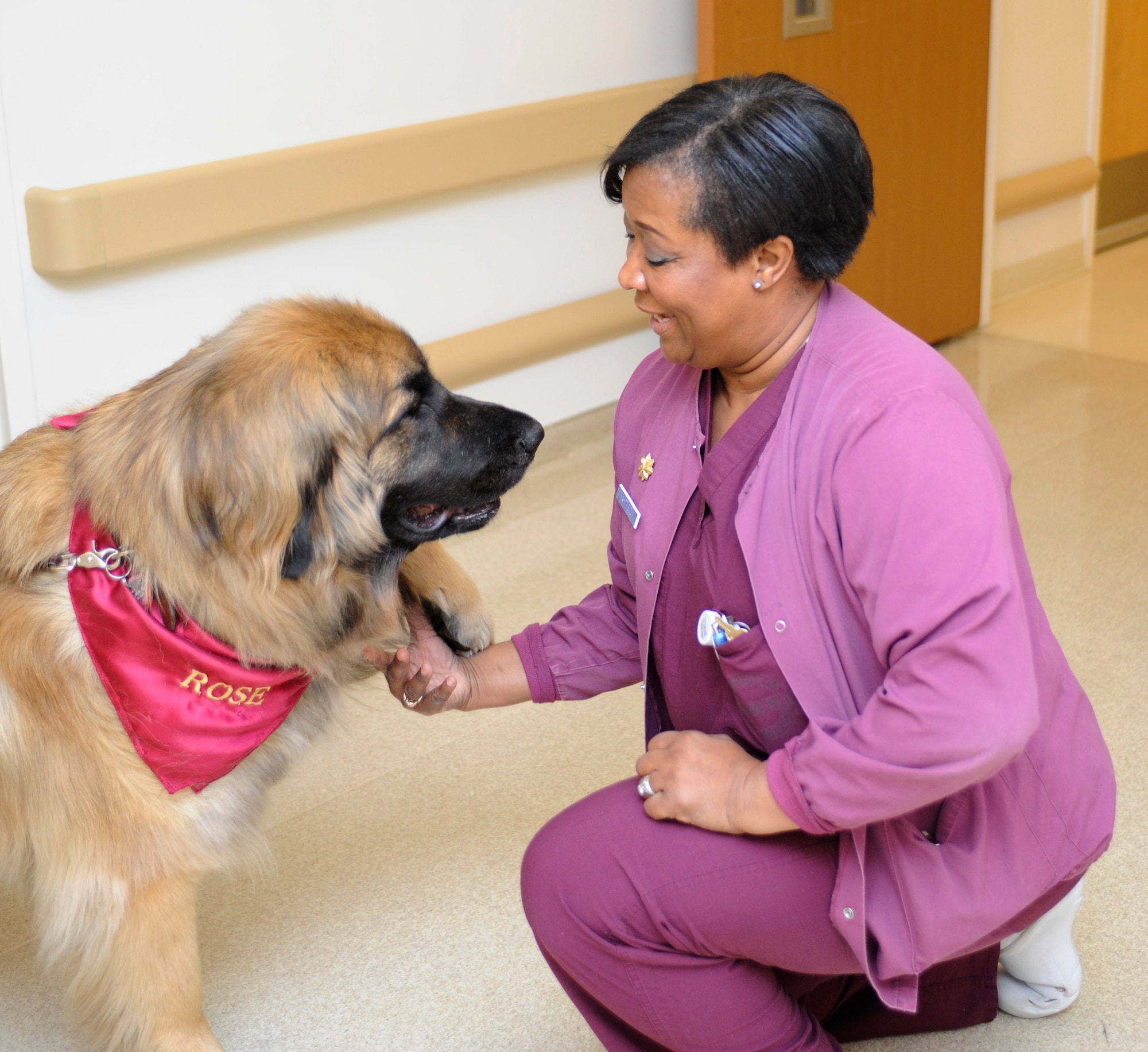 Rose, a 140-pound pet therapy dog, presents her paw to Maj. Glenda Whitfield, 366th Medical Group volunteer program liaison, May 1, 2013, at Mountain Home Air Force Base, Idaho. Leaders within the MDG have seen first-hand the positive effects therapy dogs have on not only the patients but staff as well. (U.S. Air Force photo by Airman 1st Class Shane M. Phipps/Released) 