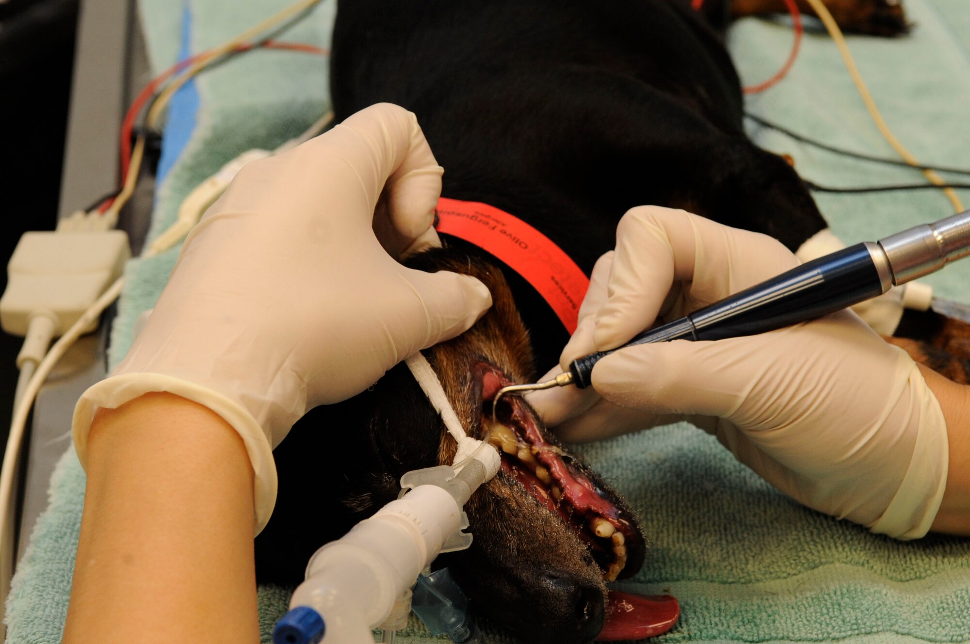 Megan Weddle, registered veterinary technician, cleans a dog's teeth on Barksdale Air Force Base, La., May 2, 2013. The base vet clinic provides services to Military Working Dogs and Team Barksdale's pets, ranging from check-ups, dental work and surgery. (U.S. Air Force photo/Airman 1st Class Andrew Moua)