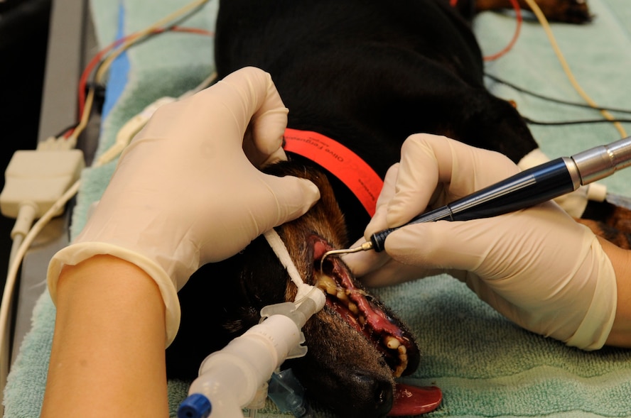 Megan Weddle, registered veterinary technician, cleans a dog's teeth on Barksdale Air Force Base, La., May 2, 2013. The base vet clinic provides services to Military Working Dogs and Team Barksdale's pets, ranging from check-ups, dental work and surgery. (U.S. Air Force photo/Airman 1st Class Andrew Moua)