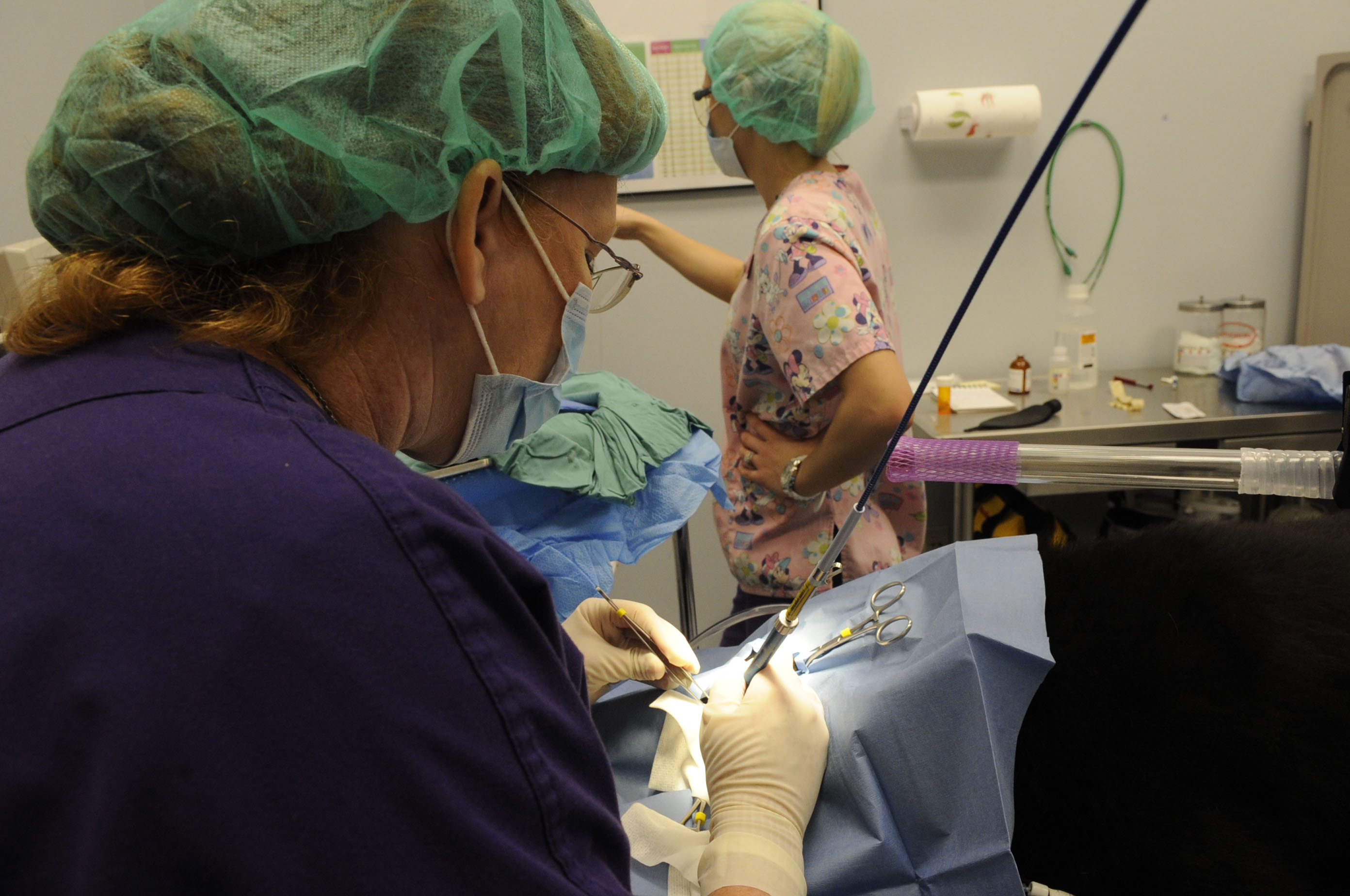 Vet clinic treats Barksdale’s furry friends > Barksdale Air Force Base > Display