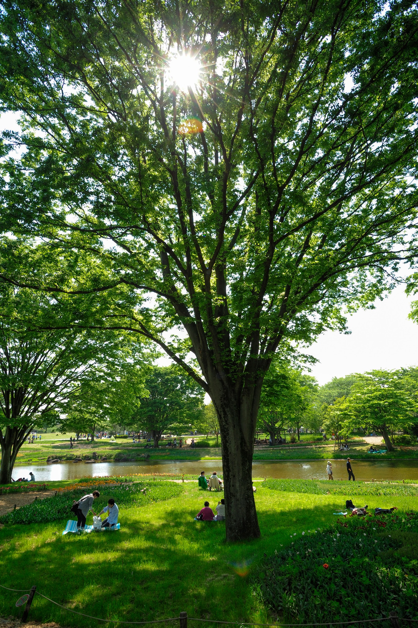 TACHIKAWA, Japan -- Visitors sit under a tree at Showa Kinen Park May 5, 2013. This area is located next to an open field double the size of the Tokyo Dome. (U.S. Air Force photo by Senior Airman Michael Washburn/Released)