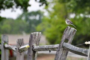 A Mockingbird rest on a fence post during the Annual Spring Bird Count on May 4, 2013 at Langley Air Force Base, Va. Out of the 761 birds counted during the event, 25 were Mocking birds. (U.S. Air Force photo by Tech. Sgt. April Wickes/Released)