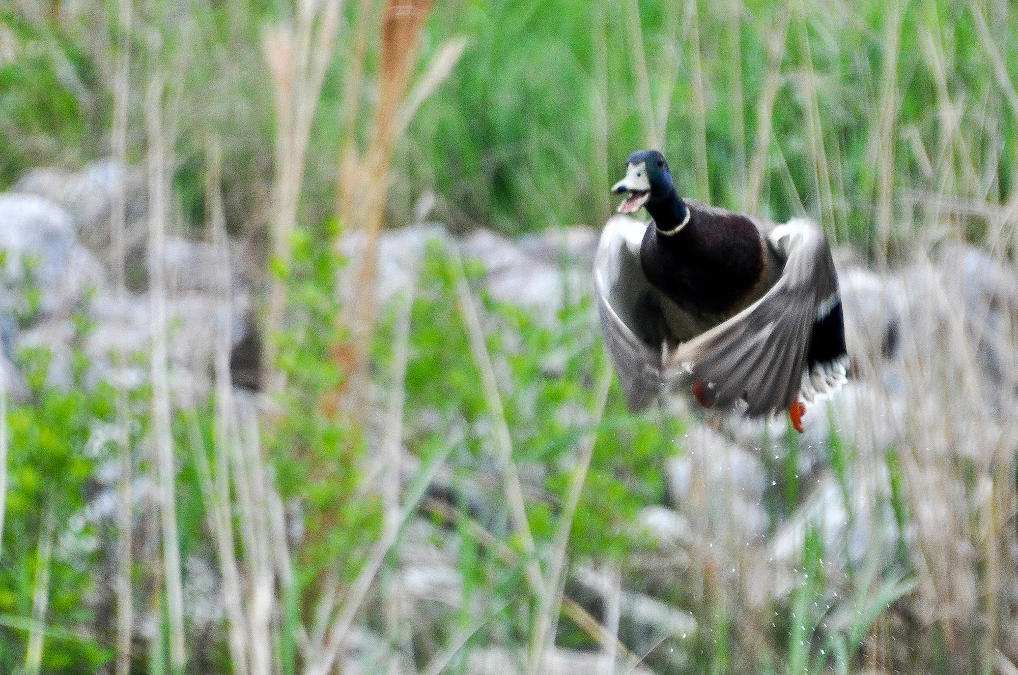A Mallard flies through the air during the Annual Spring Bird Count, May 4, 2013, at Langley Air Force Base, Va.  Mallards are one species of duck spotted during the count. (U.S. Air Force photo by Tech. Sgt. April Wickes/Released)