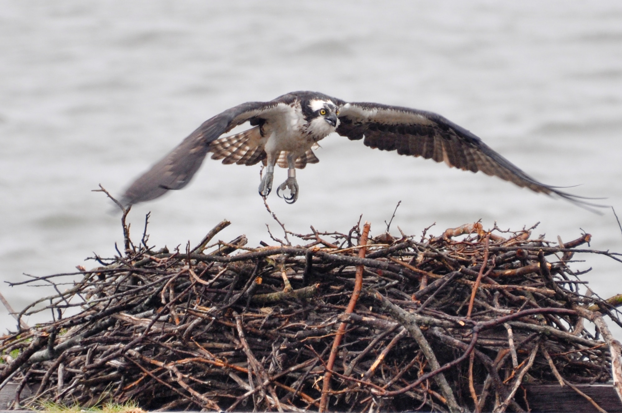 An Osprey is seen protecting its nest during the Annual Spring Bird Count, May 4, 2013, at Langley Air Force Base, Va. The Osprey is one of several birds of prey spotted during the count. (U.S. Air Force photo by Tech. Sgt. April Wickes/Released)