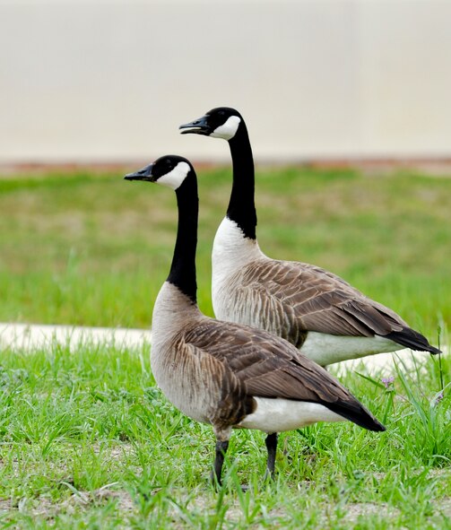 Eggs and nests of waterfowl are protected by federal law and may not be disturbed or destroyed without authorization. A permit is not required to merely scare, repel or herd nuisance migratory birds, provided no attempt is made to confine the birds or destroy their nests.(U.S. Air Force photo by Tech. Sgt. April Wickes/Released)
