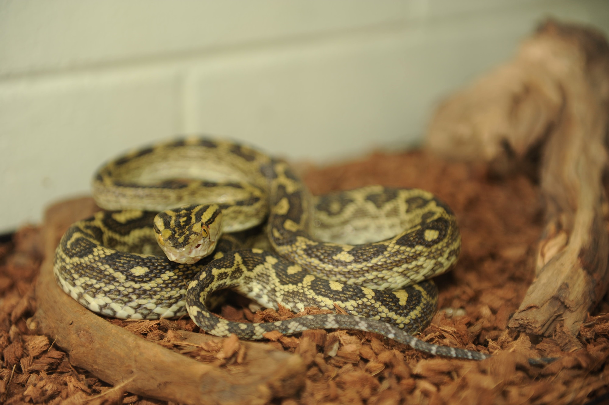 A Habu snake sits in a reptile tank on Kadena Air Base, Japan, May 7, 2013. The Habu is a venomous snake native to Southeast Asia and is primarily found in grassy, rocky and mountainous areas within Okinawa. There are also four species of habu on Okinawa. (U.S. Air Force photo by Airman 1st Class Hailey R. Davis/Released)