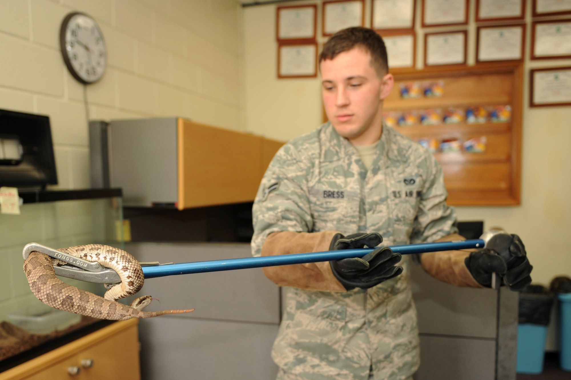U.S. Air Force Airman 1st Class Zack Bress, 18th Civil Engineer Squadron pest management journeyman, handles a Himehabu snake on Kadena Air Base, Japan, May 7, 2013. The Himehabu is one of four habu species located on Okinawa. The pest control specialists catch and relocate habus and handle other pest control jobs such as roach and ant infestations within Department of Defense housing units and buildings across Okinawa. (U.S. Air Force photo by Airman 1st Class Hailey R. Davis/Released)