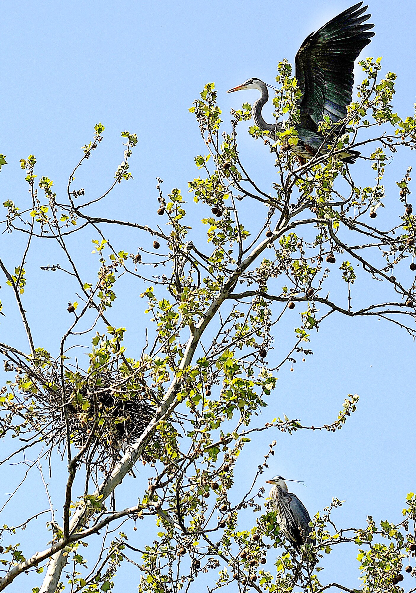 Great blue herons perch on a tree top in the marshlands outside Scott Air Force Base, May 1, 2013. Great blue herons hunt along but they typically nest in colonies, which can cause problems for any planes landing at Mid America airport and Scott AFB runway. The larger the colony the more birds there are flying around the runways which can eventually make it difficult for planes landing and taking off trying to avoid the birds. (U.S. Air Force photo/Senior Airman Tristin English)