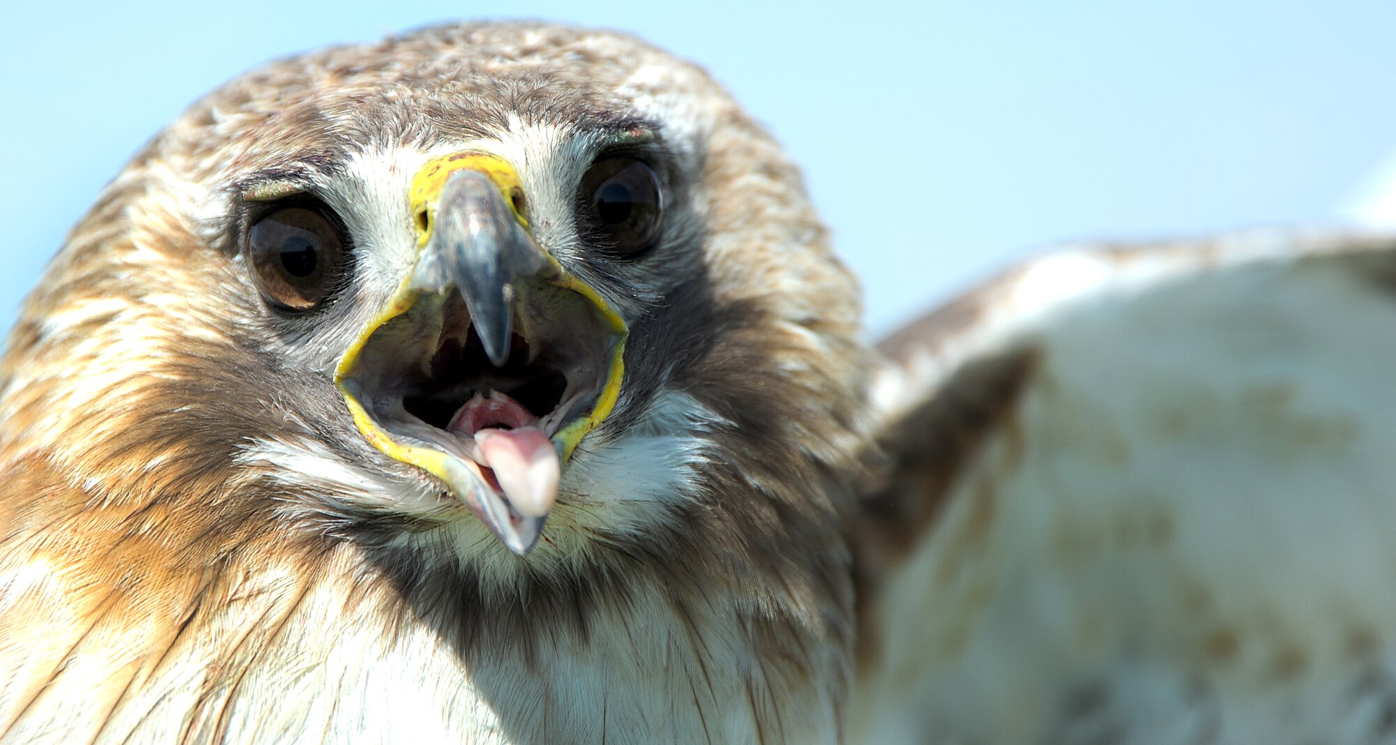 A red tail hawk caught on Scott Air Force Base spreads its wings displaying an aggressive posture May 1, 2013. Red Tail Hawks caught on Scott Air Force Base are tagged and then transferred to Carlyle Lake or Springfield, Ill. Depending on the age of the hawk lets wildlife biologist know how far the hawk should transferred away from base to make sure it doesn’t find its way back. (U.S. Air Force photo/Senior Airman Tristin English)