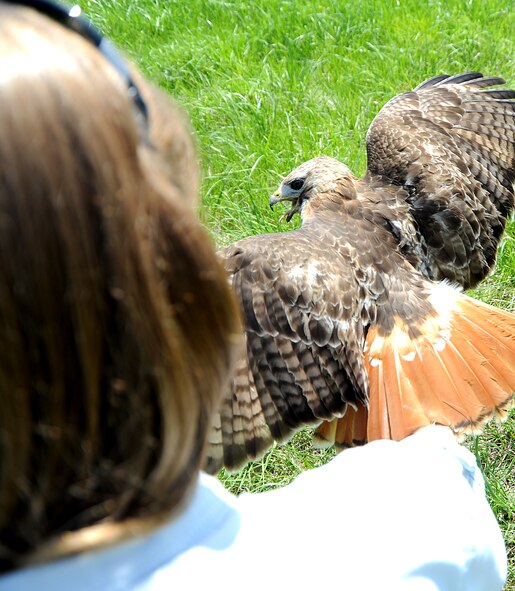A red tail hawk caught on Scott Air Force Base spreads its wings displaying an aggressive posture May 1, 2013. While 97.5 percent of all air strikes involve birds, strikes with over animals such as deer, coyotes, turtles and other mammals have caused problems to aircraft. These birds are tagged and then transported away from Scott.  Depending on the age of the hawk lets wildlife biologist know how far the hawk should transferred away from base to keep the aircraft safe. (U.S. Air Force photo/Senior Airman Tristin English)