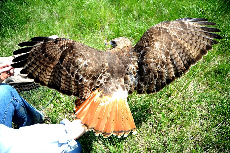 A red tail hawk caught on Scott Air Force Base spreads its wings displaying an aggressive posture May 2, 2013. Red-tailed hawks are known for their brick-colored tails. The birds of prey prefer open areas, such as fields with high perching places nearby, causing issues on the flight line. Planes taking off or landing can accidently hit a bird therefore causing engine trouble and grounding a plane for repairs or causing a plane to crash. (U.S. Air Force photo/Senior Airman Tristin English) 