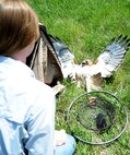 Erica McDonald, U.S. Department of Agriculture wildlife biologist, prepares to cover a trapped red tail hawk after being caught in a Bal-chatri trap on Scott Air Force Base, May 2, 2013. McDonald covered the hawk with her jacket to get close enough to release it from the trap without her being attacked. (U.S. Air Force photo/Senior Airman Tristin English)