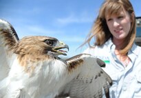 Erica McDonald, U.S. Department of Agriculture wildlife biologist, holds onto a red tail hawk caught on Scott Air Force Base, May 1, 2013. Red tail hawks and other large birds pose a threat to aircraft landing and taking off. If the plane gets close enough and the bird gets hit, the impact can severely damage the engine and the plane will have to be grounded for repairs. (U.S. Air Force photo/Senior Airman Tristin English)
