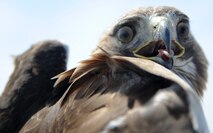 A red tail hawk caught on Scott Air Force Base spreads its wings displaying an aggressive posture May 1, 2013. Red Tail Hawks caught on Scott Air Force Base are tagged and then transferred to Carlyle Lake or Springfield, Ill. Depending on the age of the hawk lets wildlife biologist know how far the hawk should transferred away from base to make sure it doesn’t find its way back. (U.S. Air Force photo/Senior Airman Tristin English)