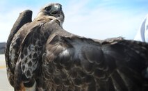 A red tail hawk caught on Scott Air Force Base spreads its wings displaying an aggressive posture May 1, 2013. Red Tail Hawks caught on Scott Air Force Base are tagged and then transferred to Carlyle Lake or Springfield, Ill. Depending on the age of the hawk lets wildlife biologist know how far the hawk should transferred away from base to make sure it doesn’t find its way back. (U.S. Air Force photo/Senior Airman Tristin English)