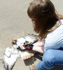 Erica McDonald, U.S. Department of Agriculture wildlife biologist, holds a red tail hawk by its feet, May 1, 2013. Hawk pairs fly in large circles and gain great height which can cause issues for planes trying to land and take off on the runway. Planes can be forced to stay grounded if birds or any other mammals are on the runway to avoid any damage being done to the aircraft. (U.S. Air Force photo/Senior Airman Tristin English)