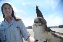 Erica McDonald, U.S. Department of Agriculture wildlife biologist, holds onto a red tail hawk caught on Scott Air Force Base, May 1, 2013. Red tail hawks and other large birds pose a threat to aircraft landing and taking off. If the plane gets close enough and the bird gets hit, the impact can severely damage the engine and the plane will have to be grounded for repairs. (U.S. Air Force photo/Senior Airman Tristin English)