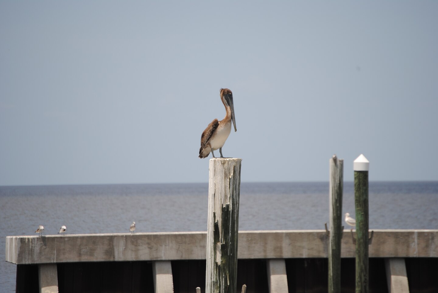 A juvenile Brown Pelican stands guard at the Pahokee Marina along the southeastern edge of Lake Okeechobee. The lake level is currently the highest it’s been at this point in the dry season since 2010. 