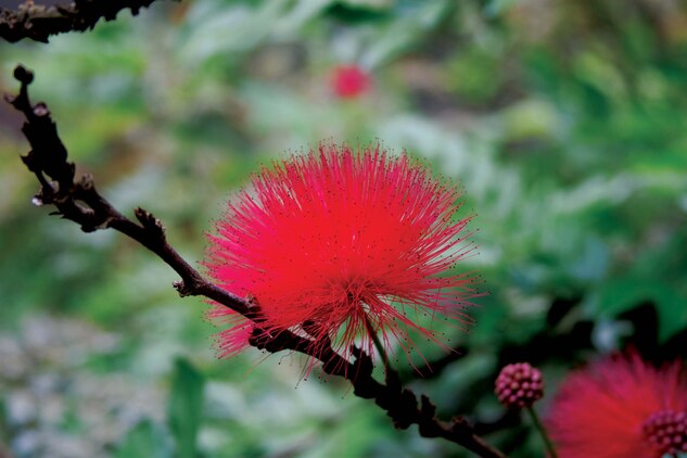 HALEIWA, Hawaii — There are more than 5,000 different types of plant life in the Waimea Valley. (U.S. Marine Corps photo by Lance Cpl. Janelle Y. Chapman) 