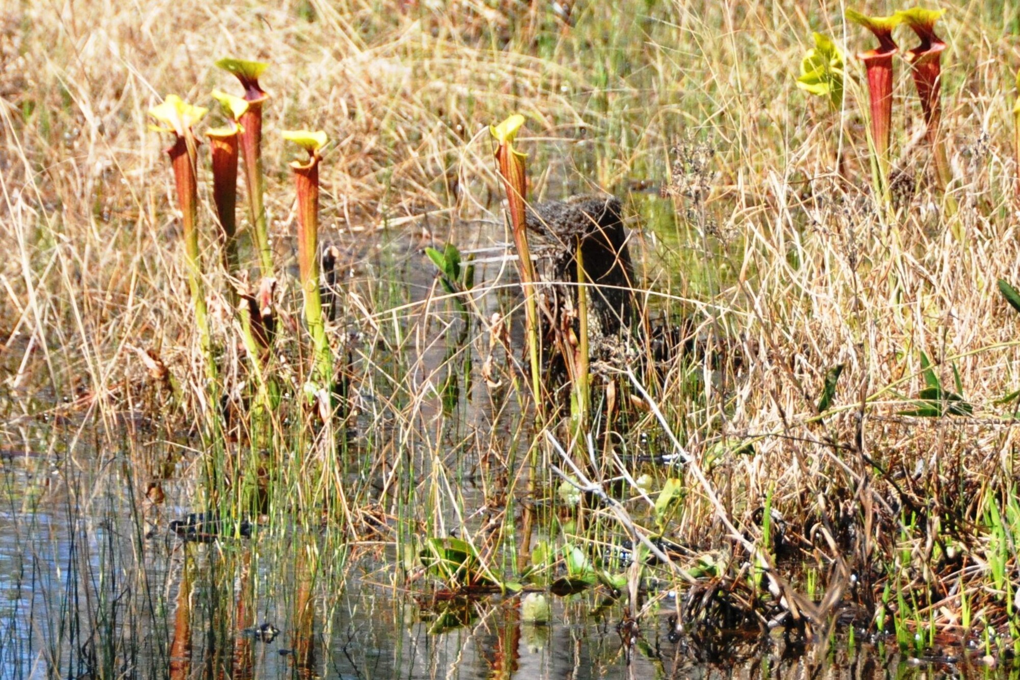 Yellow pitcher plants grow in the marshy wetlands off the side of the Deer Run nature trail, Tyndall Air Force Base, Fla. The pitcher plant is one of the many carnivorous plants found on Tyndall, including the violet flowered butterwort, the most protected species of plant currently known to exist at the base.  (U.S. Air Force photo by Senior Airman Christopher Reel) 
