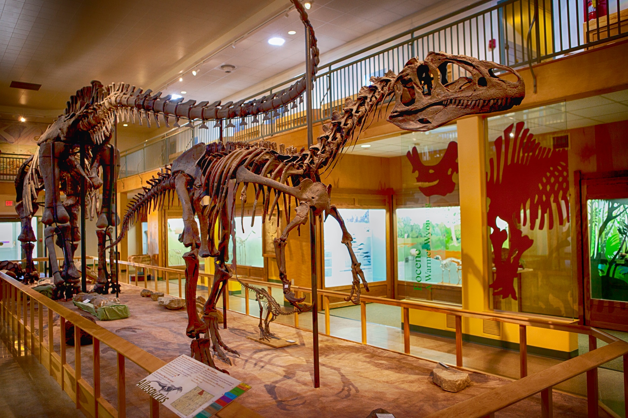 An Allosaurus strikes a pose at the University of Wyoming Natural Geological Museum in Laramie, Wyo.
Allosaurus is a genus of large theropod dinosaur that lived 155 to 150 million years ago during the late Jurassic period. The name "Allosaurus" means "different lizard." (U.S. Air Force photo by Matt Bilden)