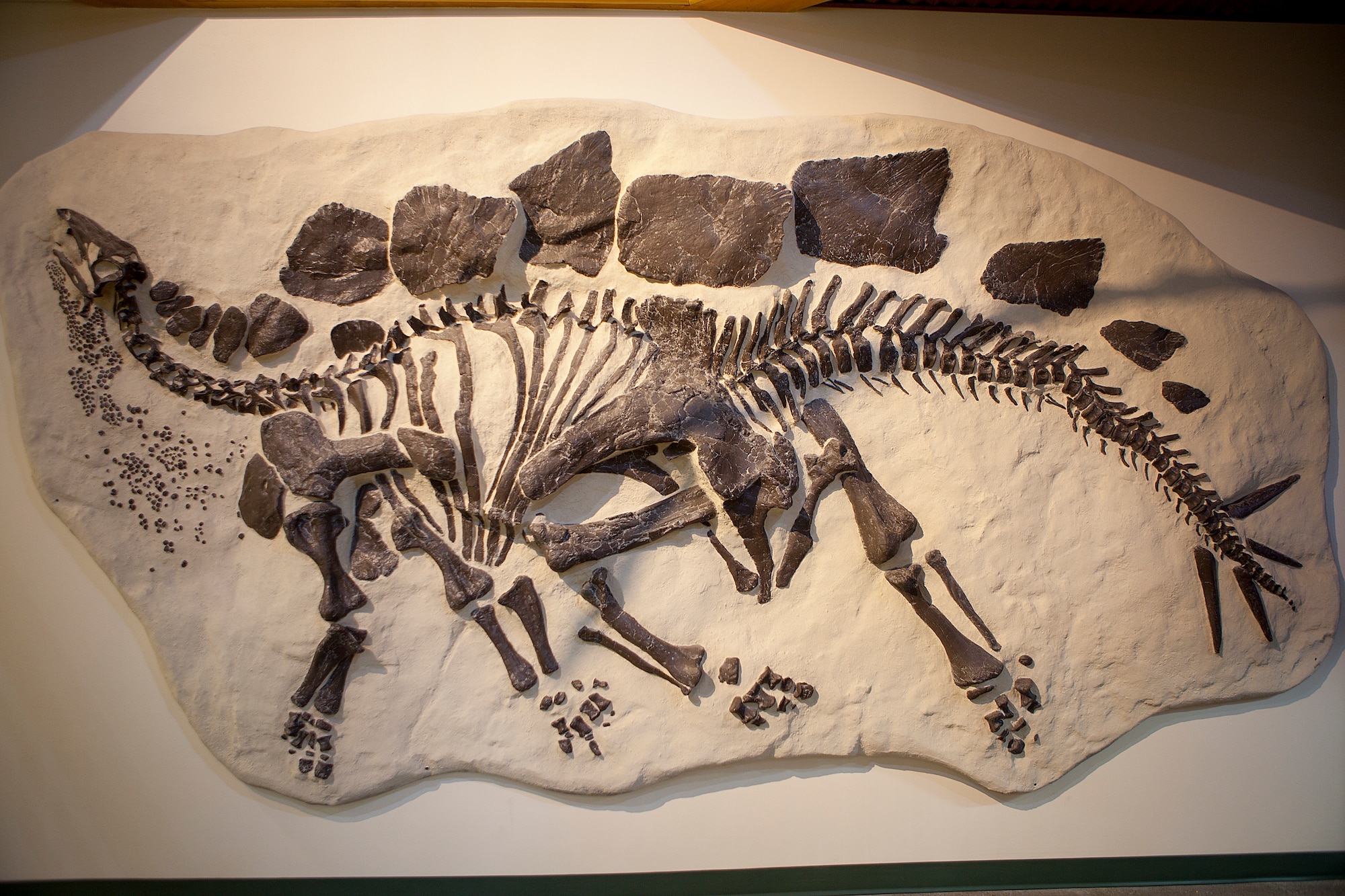 A Stegosaurus sits on display at the Wyoming Natural Geological Museum in Laramie, Wyo. Stegosaurus, meaning "roof lizard" or "covered lizard" in reference to its bony plates. They lived during the Late Jurassic period some 155 to 150 million years ago in western North America. Due to its distinctive tail spikes and plates, Stegosaurus is one of the most recognizable dinosaurs. (U.S. Air Force photo by Matt Bilden)