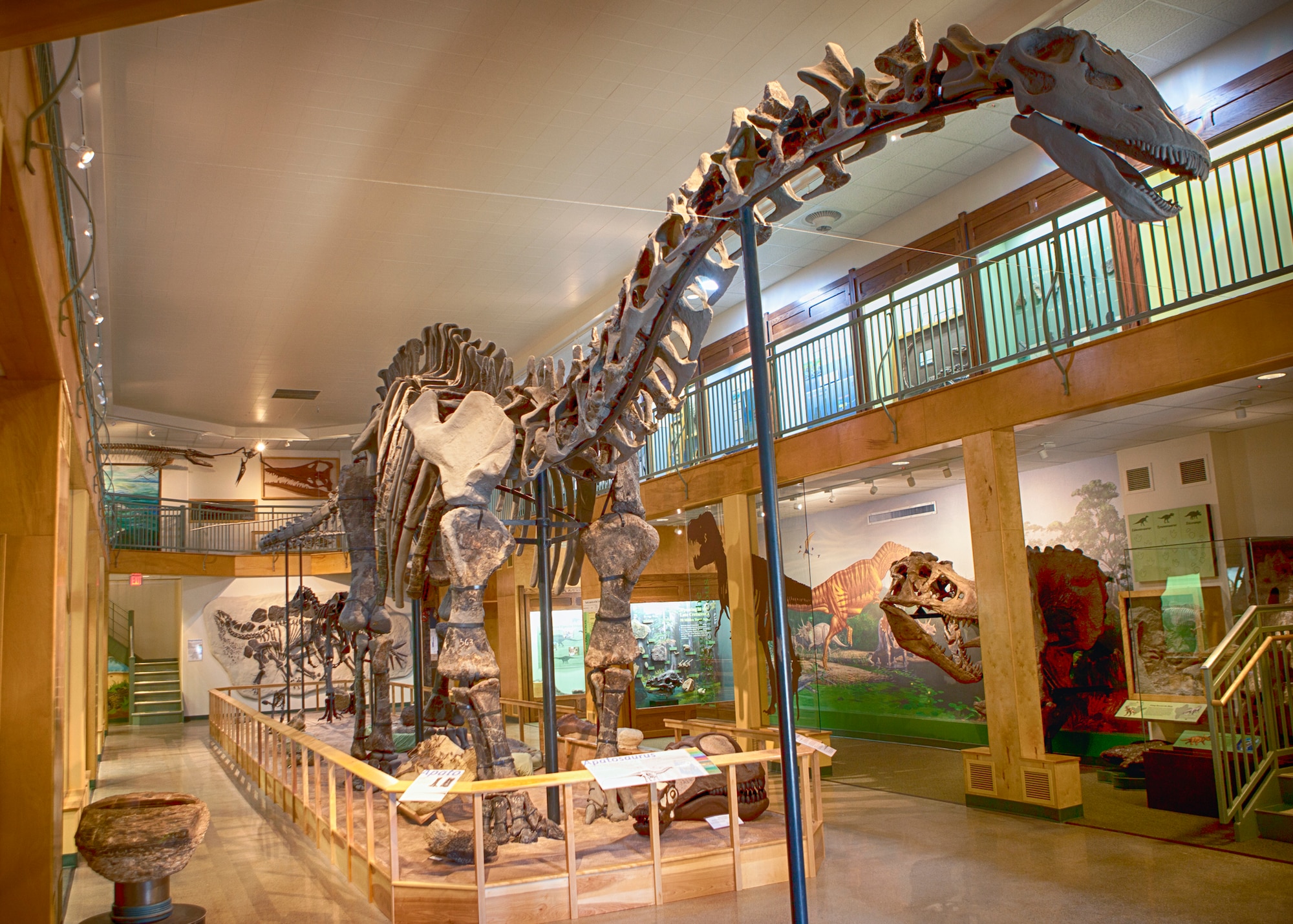 A full skeleton of an Apatosaurus greets visitors to the University of Wyoming Natural Geological Museum in Laramie, Wyo. (U.S. Air Force photo by Matt Bilden)