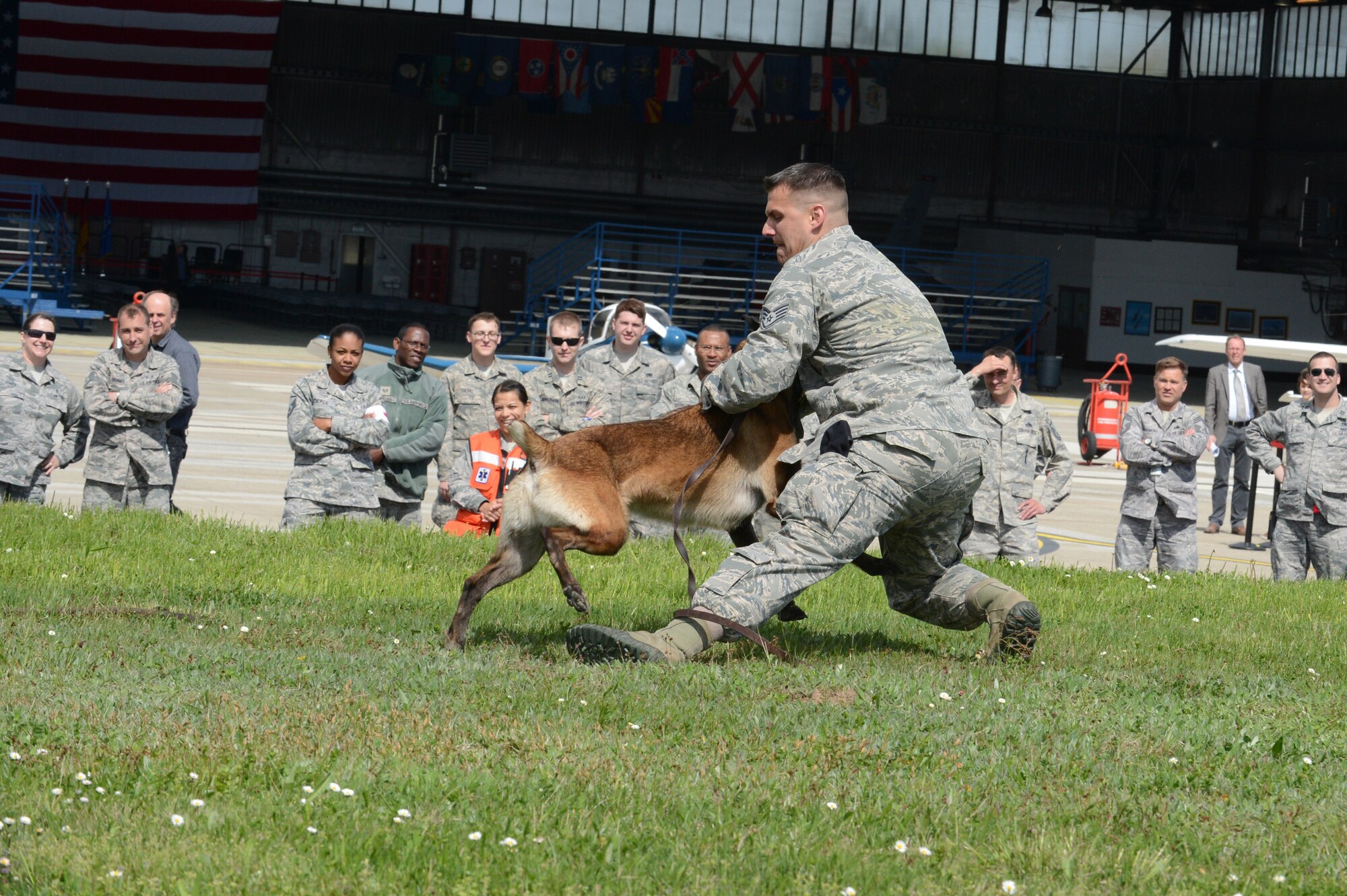 SPANGDAHLEM AIR BASE, Germany – U.S. Air Force Staff Sgt. Michael Longero, 52nd Security Forces Squadron military working dog trainer from San Francisco, demonstrates being attacked by a military working dog May 10, 2013, during Spangdahlem AB’s 60th Anniversary Celebration. The event included a number of exhibits and static displays to show guests the base’s capabilities. (U.S. Air Force photo by Airman 1st Class Kyle Gese/Released)
