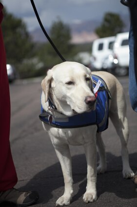 Rocky, Matthew Benack's service dog, accompanies Benack during the 2013 Warrior Games registration, May 10.  Benack, Marine Corps team member, will compete in air rifle, air pistol and archery in this years event.