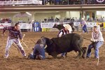 The "Cudslingers" – a wild cow milking team made up of personnel assigned to U.S. Northern Command and North American Aerospace Defense Command – won second place in a preliminary round at the Pikes Peak or Bust Rodeo in Colorado Springs, Colo., July 12, 2007. The team returned to the rodeo July 15 to compete for overall honors in the finals, but was out-milked by a team from Fort Carson, Colo. The rodeo is a charitable organization dedicated to funding programs and services that benefit local military personnel and their families. 