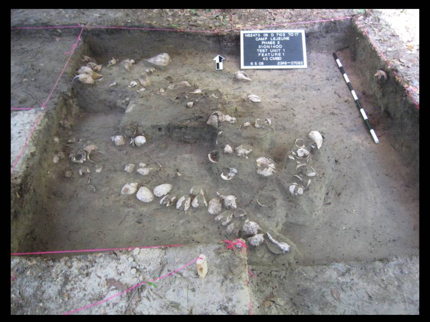 Prehistoric shell midden (trash pit) exposed in test unit, aboard Marine Corps Base Camp Lejeune, NC.