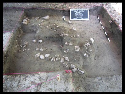 Prehistoric shell midden (trash pit) exposed in test unit, aboard Marine Corps Base Camp Lejeune, NC.