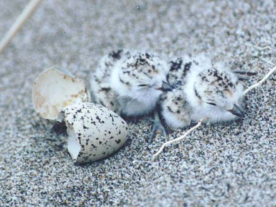 Western snowy plover chicks like these hatch upon the soft sands of Pacific beaches.  One of the benefits of this dredging project puts fresh new sand on Oceanside Beach for snowy plovers to use during nesting season. (File photo by U.S. Fish and Wildlife Service)