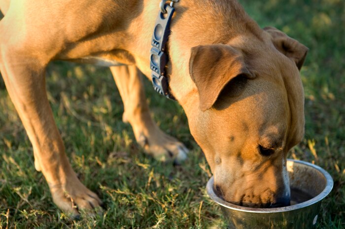 Mustang drinks water from a bowl May 13, 2013, at the Desert Breeze Park in Las Vegas after going for a walk. Heat exhaustion, which can be lethal for dogs, is preventable by making sure the dog stays hydrated and cool during the hot summer months. (U.S. Air Force photo by Staff Sgt. Gregory Brook)