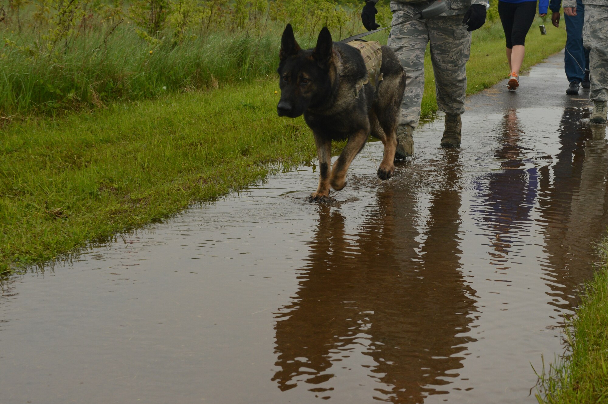 SPANGDAHLEM AIR BASE, Germany -- Military working dogs and their handlers walk during a ruck march May 13, 2013.  The event was open to all base personnel to pack a rucksack and march together to remember fallen defenders. (U.S. Air Force photo by Airman 1st Class Kyle Gese/Released)