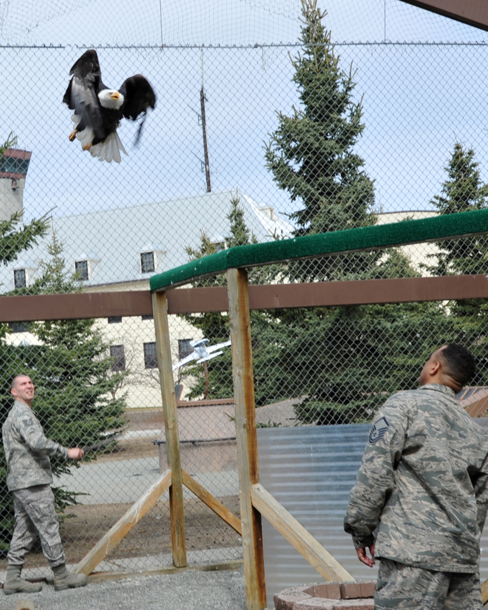130511-F-IY975-009: JOINT BASE ELMENDORF-RICHARDSON, Alaska -- Notch Wing, one of the two Bald Eagles that reside in the Joint Base Elmendorf-Richardson eagle cage, flies from perch to perch inside the cage May 11 as Tech. Sgt. Timothy Ayers, 3rd Munitions Squadron, and Master Sgt. Vic Rounds, 381st Intelligence Squadron, prepare to capture him in order to clean the cage. The two are part of a group of volunteers who maintains the cage and care for the eagles, which have been injured and are not able to survive in the wild. (U.S. Air Force photo/Senior Airman Blake Mize)