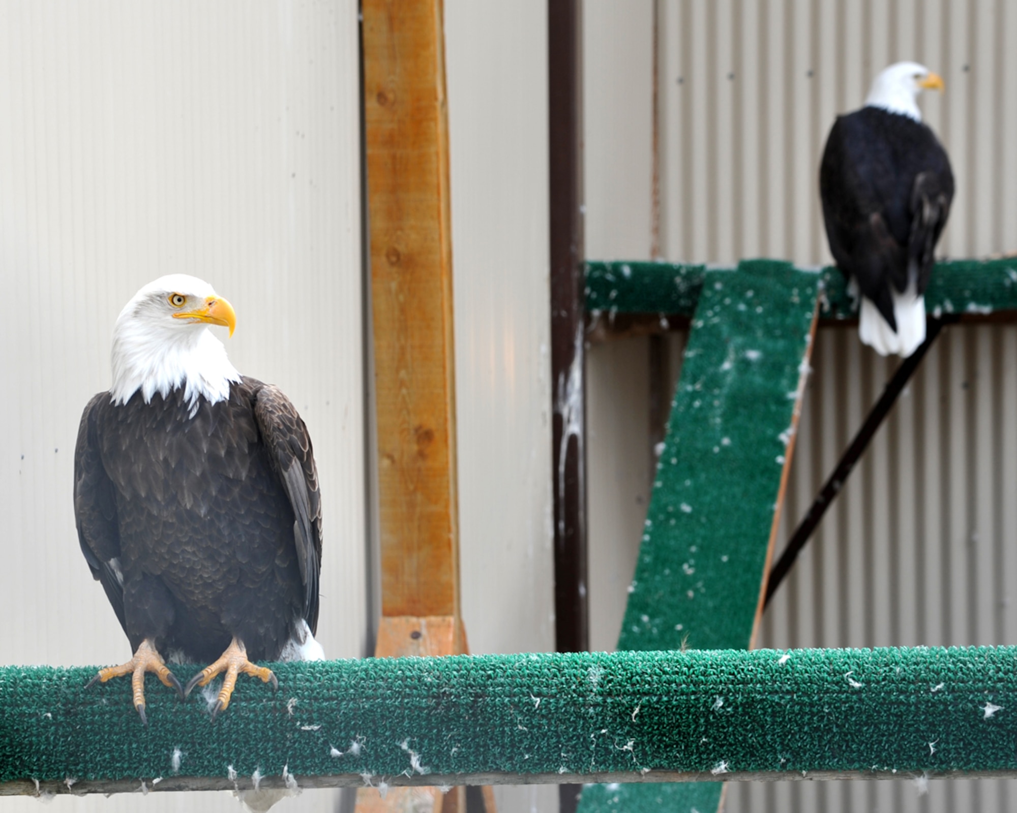 130511-F-IY975-001: JOINT BASE ELMENDORF-RICHARDSON, Alaska ??? Notch Wing and One-Eyed Jack, the Bald Eagles that reside in the Joint Base Elmendorf-Richardson eagle cage, sit on their perch May 11. A group of volunteers maintains the cage and cares for the eagles, which have been injured and are not able to survive in the wild. (U.S. Air Force photo/Senior Airman Blake Mize)