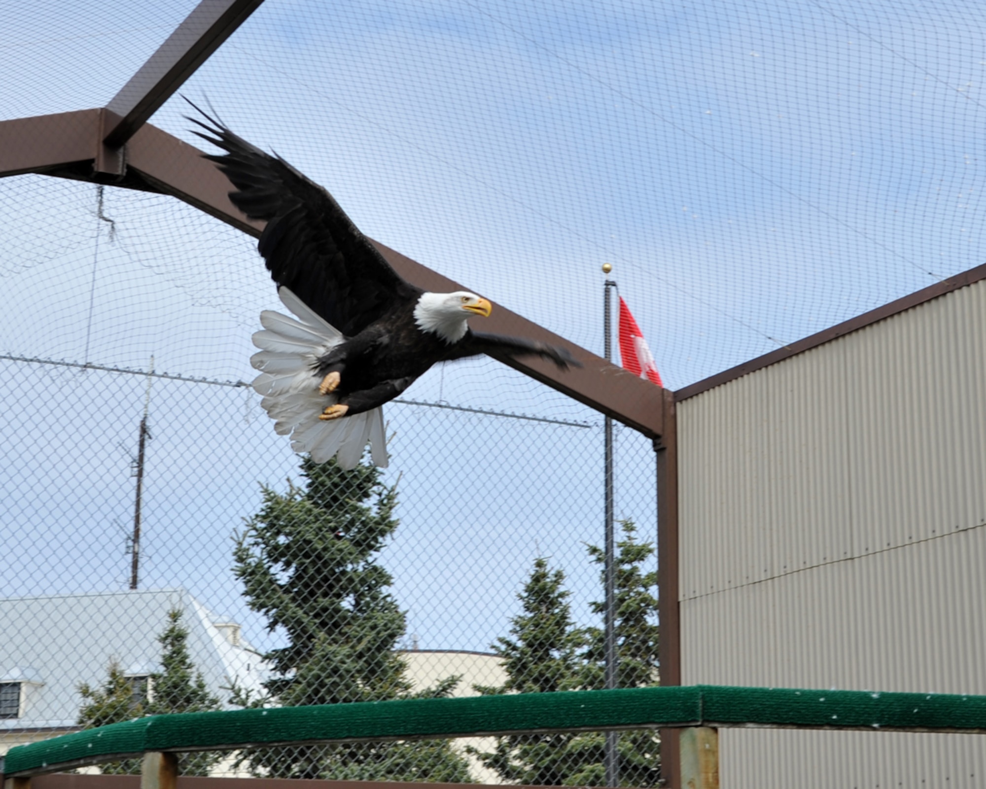 130511-F-IY975-002: JOINT BASE ELMENDORF-RICHARDSON, Alaska ??? Notch Wing, one of the two Bald Eagles that reside in the Joint Base Elmendorf-Richardson eagle cage, flies from perch to perch inside the cage May 11. A group of volunteers maintains the cage and cares for the eagles, which have been injured and are not able to survive in the wild. (U.S. Air Force photo/Senior Airman Blake Mize)