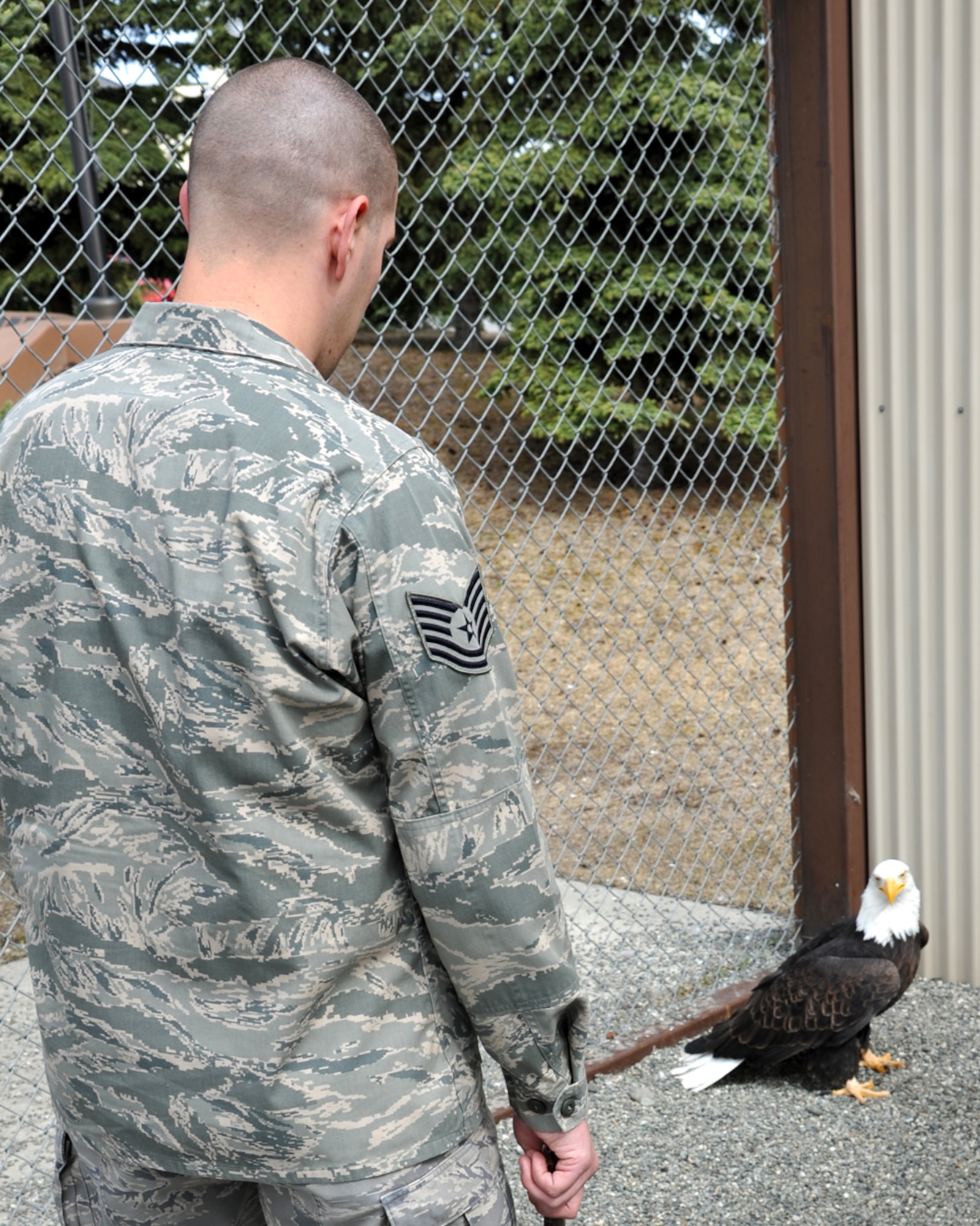 130511-F-IY975-006: JOINT BASE ELMENDORF-RICHARDSON, Alaska -- Tech. Sgt. Timothy Ayers, 3rd Munitions Squadron, prepares to capture Notch Wing, one of the two Bald Eagles that reside in the Joint Base Elmendorf-Richardson eagle cage, in order to clean the cage May 11. Ayers is part of a group of volunteers who maintains the cage and cares for the eagles, which have been injured and are not able to survive in the wild. (U.S. Air Force photo/Senior Airman Blake Mize)