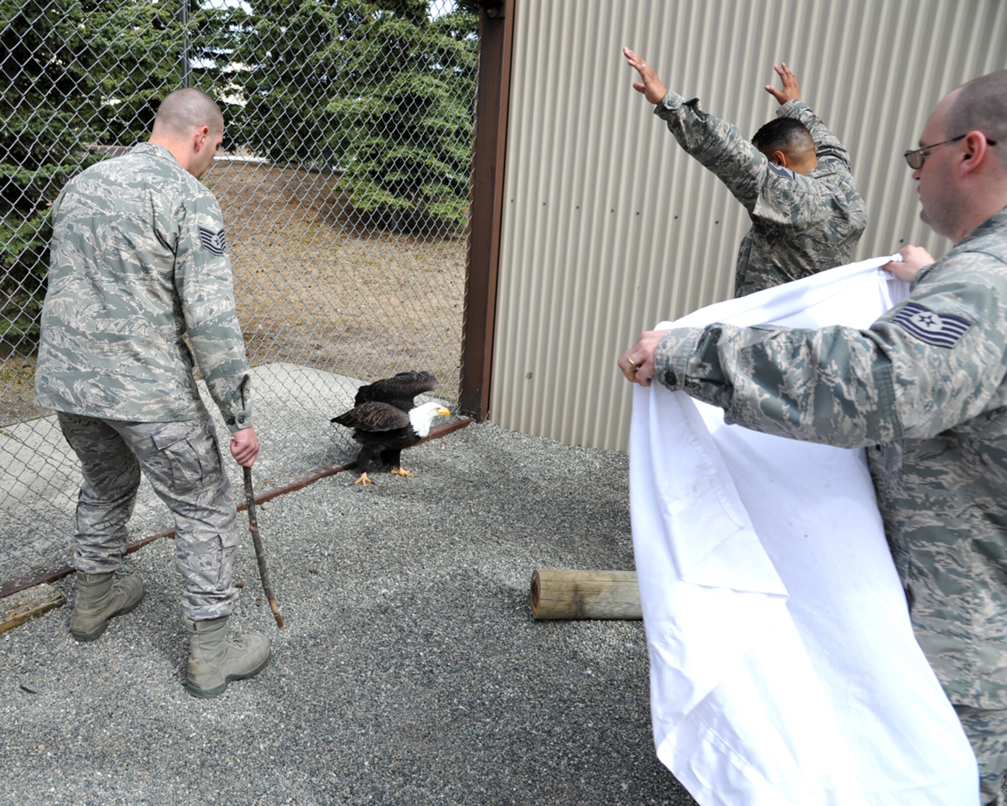 130511-F-IY975-007: JOINT BASE ELMENDORF-RICHARDSON, Alaska -- Tech. Sgt. Timothy Ayers, 3rd Munitions Squadron, Master Sgt. Vic Rounds, 381st Intelligence Squadron, and Tech Sgt. Eric Richards, 3rd Maintenance Operations Squadron, prepare to capture Notch Wing, one of the two Bald Eagles that reside in the Joint Base Elmendorf-Richardson eagle cage, in order to clean the cage May 11. The three are part of a group of volunteers who maintains the cage and cares for the eagles, which have been injured and are not able to survive in the wild. (U.S. Air Force photo/Senior Airman Blake Mize)
